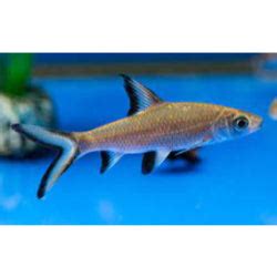 Bala Shark | FRESHWATERAQUATICA