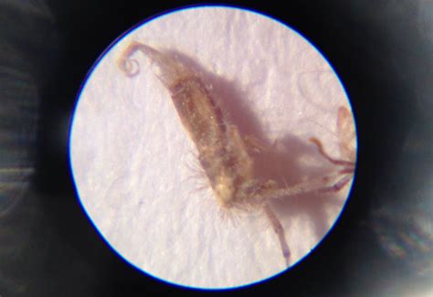 Image result for Biting Spring Tails