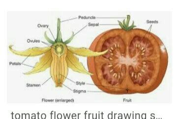 is the ripened ovary of a plant.Plz answer fast. - Brainly.in