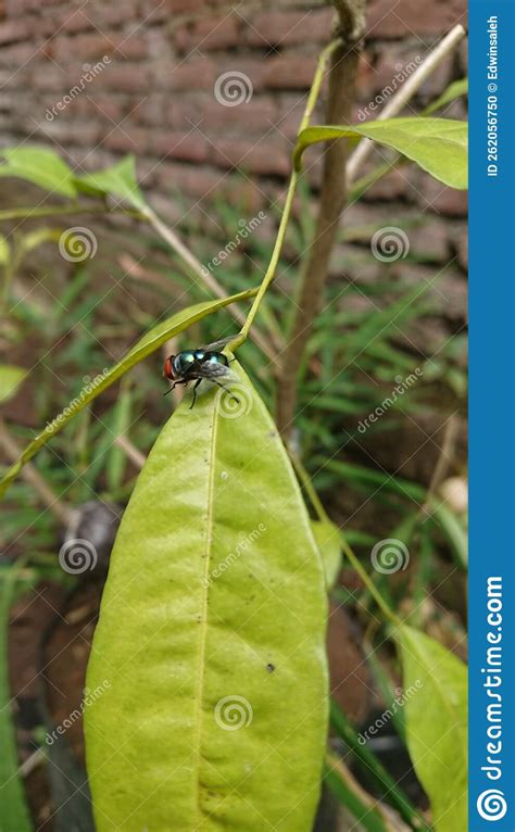 Fly Insect 的图像结果