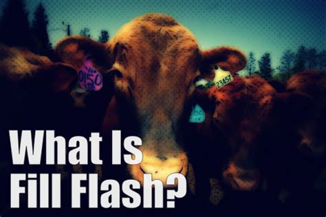 Image result for Fill Flash