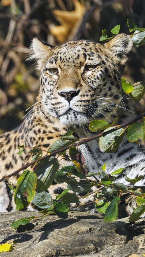 Download wallpaper 800x1420 leopard, predator, animal, big cat, glance ...