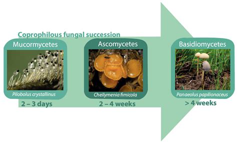 On the Use of Spores of Coprophilous Fungi Preserved in Sediments to ...