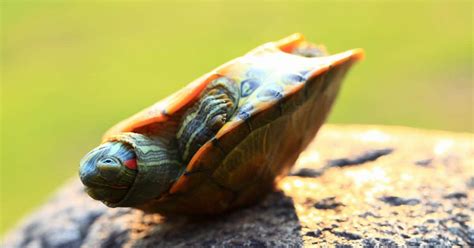 Image result for How Turtle Shells Grow