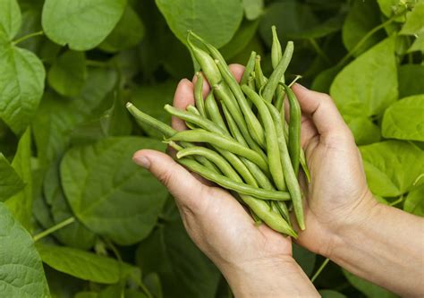 How To Plant Green Bean Seeds | Storables