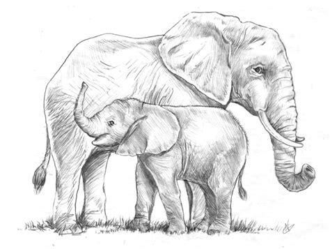 Elephant Sketch Drawing