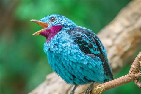 Image result for Colourful Birds Compilation