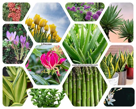 Family- Liliaceae Characteristics || Liliaceae plants II Plant Taxonomy
