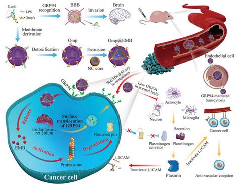 The Role of Bacteria in Central Nervous System Tumors: Opportunities ...