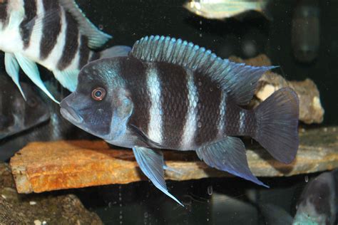 All African Cichlid Species African Cichlids Lake