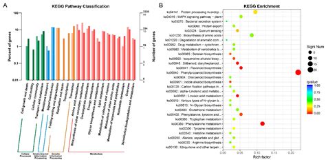 RNA-Seq-Based Profiling of pl Mutant Reveals Transcriptional Regulation ...