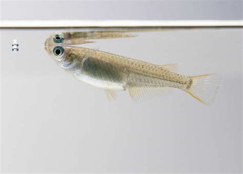 Japanese Rice Fish (Oryzias latipes): Care Guide - Fish Laboratory