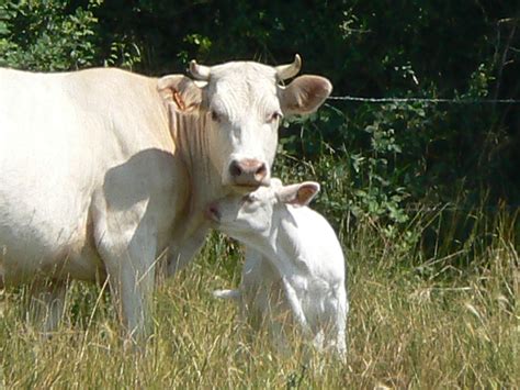 Hereford cattle, Beef cattle, Breeds