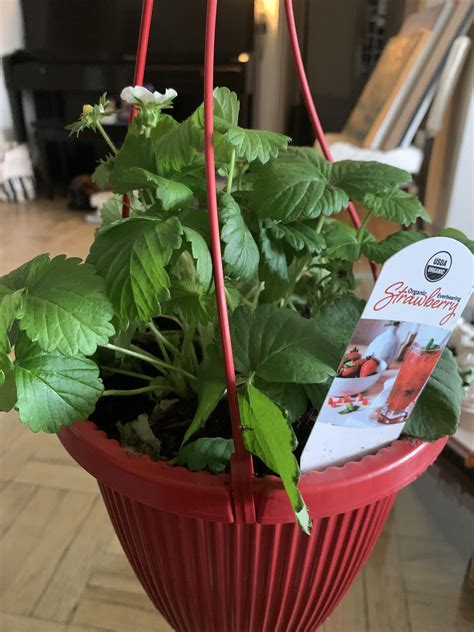 any tips on how to give this indoor strawberry plant a good life? : r ...