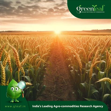 Sorghum’s Staying Power