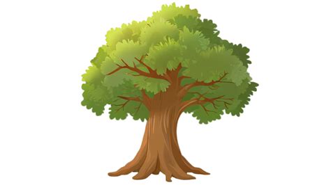 clipart isolated of cute oak tree 48877691 PNG