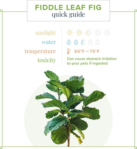 Fiddle Leaf Fig Care Guide: Growing Information and Tips | ProFlowers
