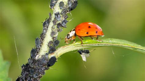 Image result for Biological Control of Insects