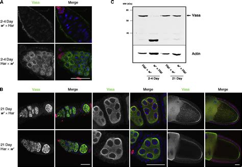 Adaptation to P Element Transposon Invasion in Drosophila melanogaster: Cell