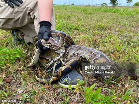 Image result for Owning Male Burmese Python