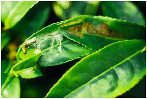 Field Efficacy and Transmission of Fast- and Slow-Killing ...