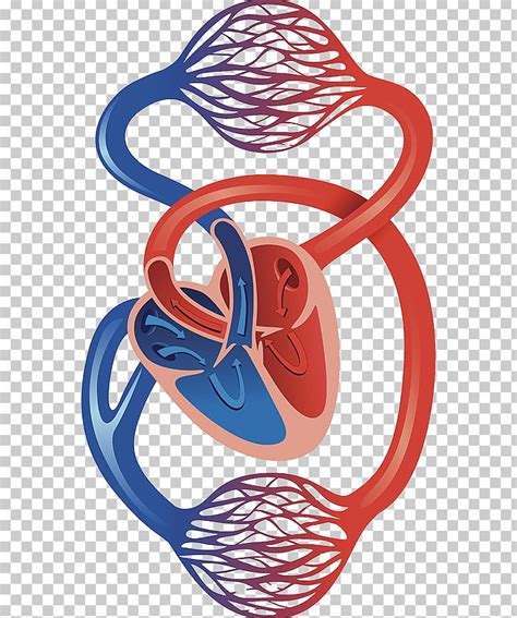 Circulatory System Cardiovascular Disease Artery Capillary Heart PNG ...