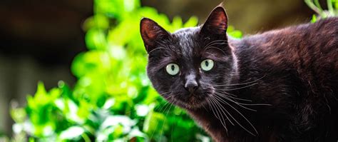 Download wallpaper 2560x1080 cat, glance, animal dual wide 1080p hd ...