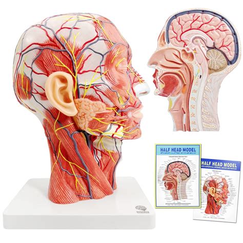 EVOTECH Human Half Head Superficial Neurovascular Model with ...