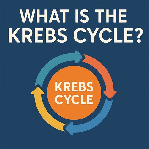 Krebs Cycle Explained Simply 的图像结果