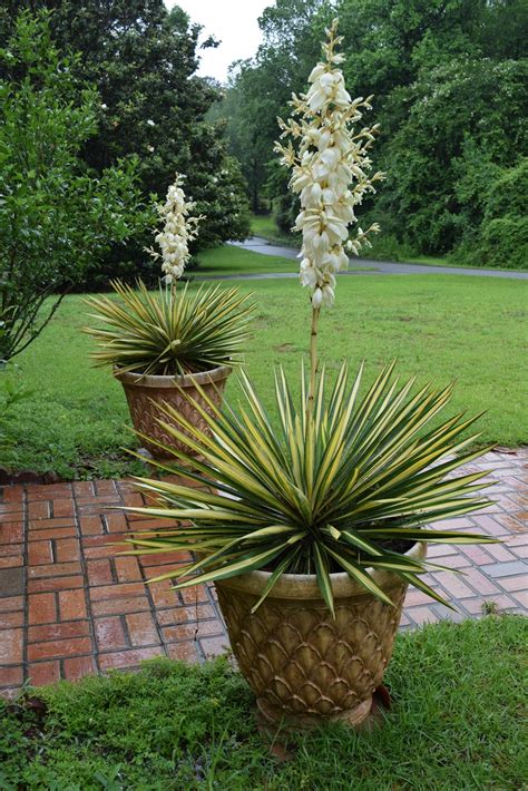 MARIETTE'S BACK TO BASICS: Variegated Yucca Lily Blooming