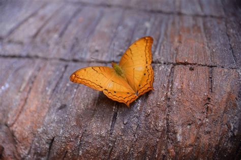 Orange Butterfly Meaning: What Do Orange Butterflies Symbolize? | Color Meanings