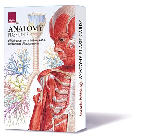 Anatomy Physiology Flash Cards Printable | Anatomy Worksheets