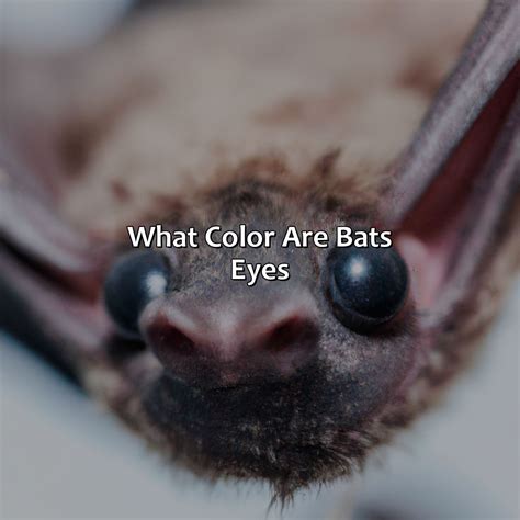 What Color Are Bats Eyes - colorscombo.com