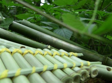How to Make a Bamboo Flute Easy 的图像结果