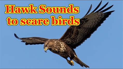 Image result for Hawk Predator Sounds