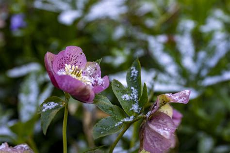 9 winter-blooming plants to keep backyards looking vibrant
