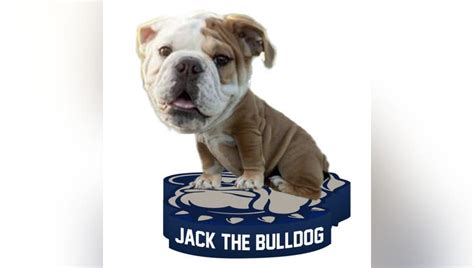 Georgetown University unleashes new Jack the Bulldog bobblehead | FOX 5 DC