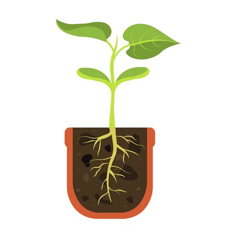 Sprout in pot in longitudinal section. Young shoot with root. Root ...