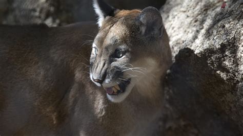 Here's how you can stay safe in a mountain lion encounter