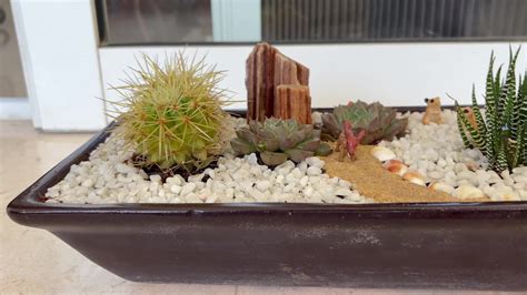 Watch Rocks for your aquarium and mini gardens. on Amazon Live