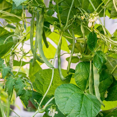 How to Grow Common Beans