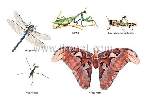 Image result for Class Insecta Real Life Examples
