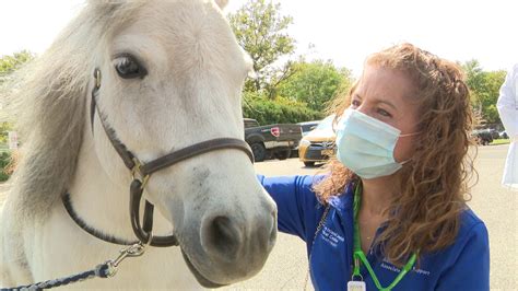 Mini horses visit health care heroes at NY hospital