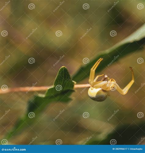 Poisonous White Spider Karakurt on a Green Leaf, Dangerous for Humans ...