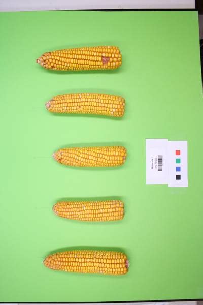Maize Cobs - Dataset Ninja