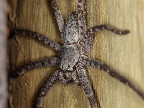 Giant Australian Huntsman Spider