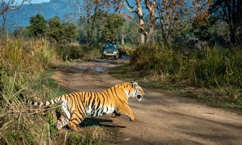 बांधवगढ़ टाइगर रिजर्व | मध्य प्रदेश हाईकोर्ट ने राज्य सरकार से पूछा ...