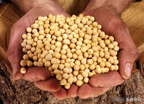 为何中国大量进口美国大豆，而不收购我们自己产的大豆？_新浪新闻