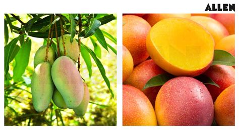 True Fruit, Classification and FAQs