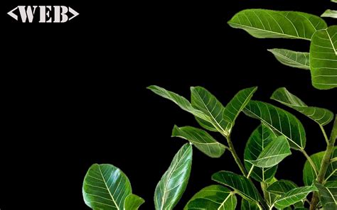 Image result for Online Test PHP Source Code